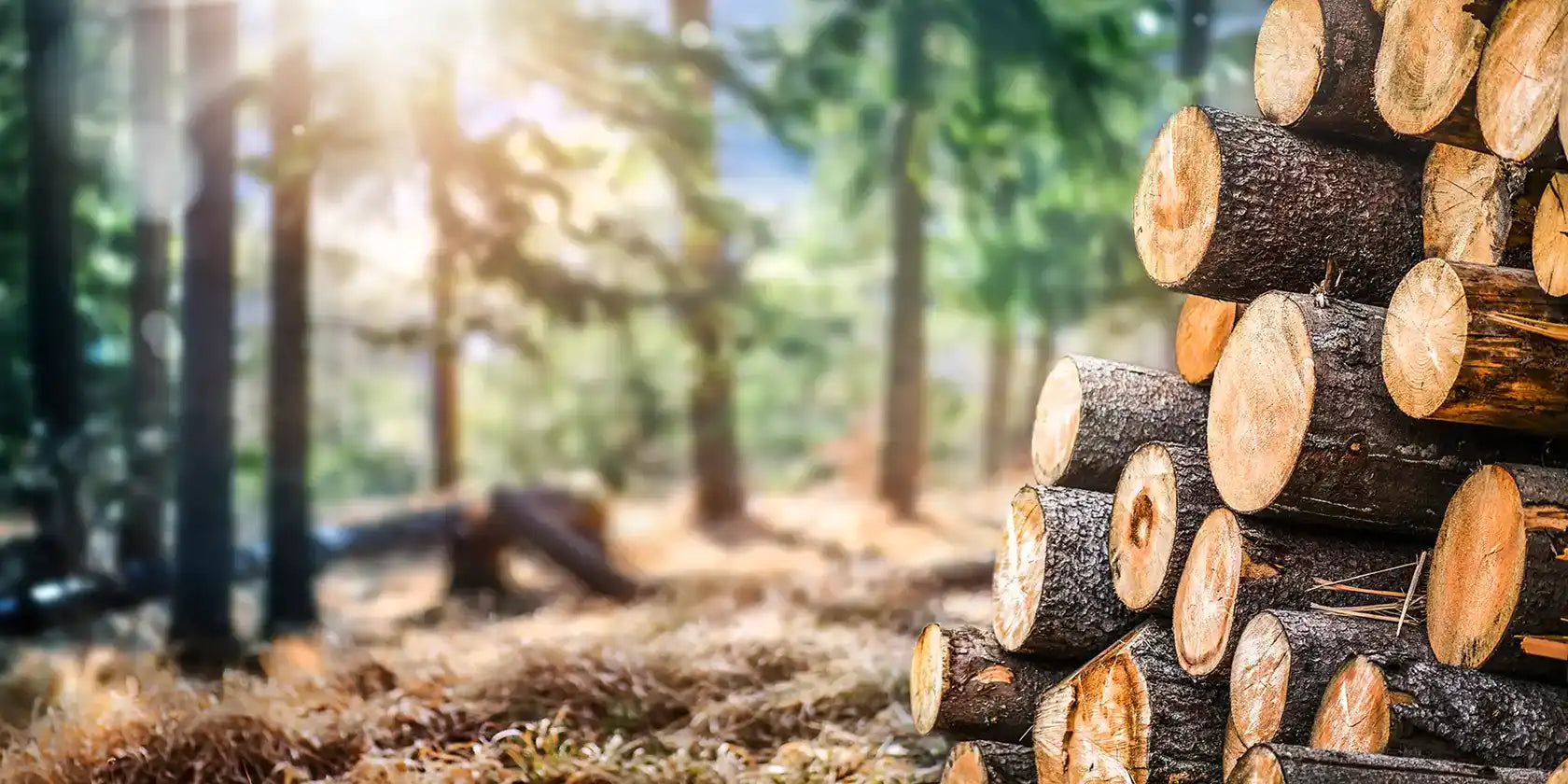 Wald mit zertifiziertem Holz