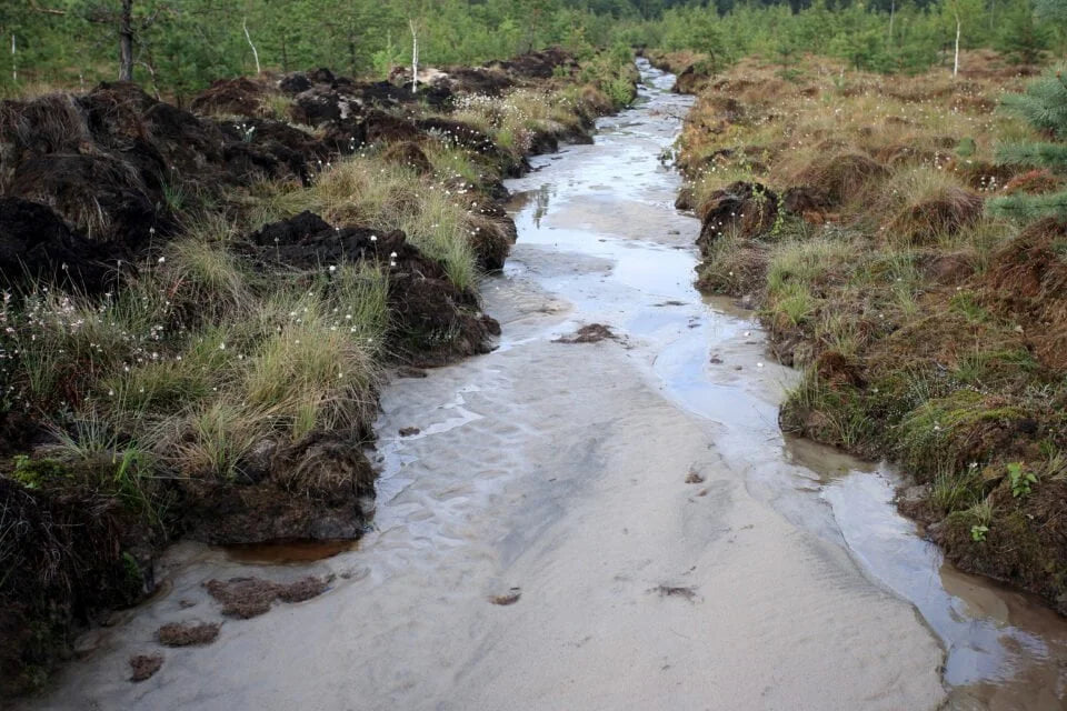 drying out wetland habitat