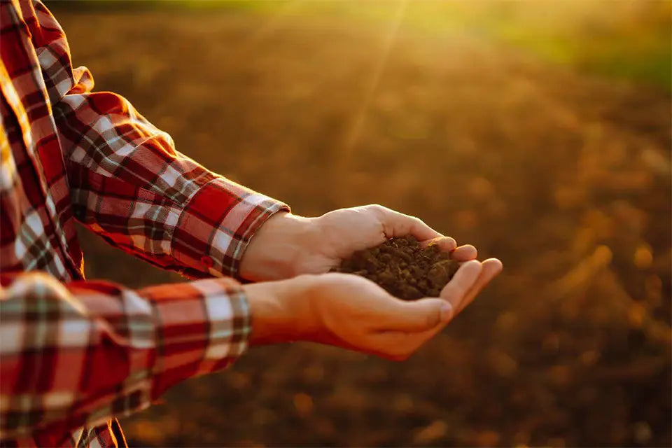 Les mains qui tiennent la terre