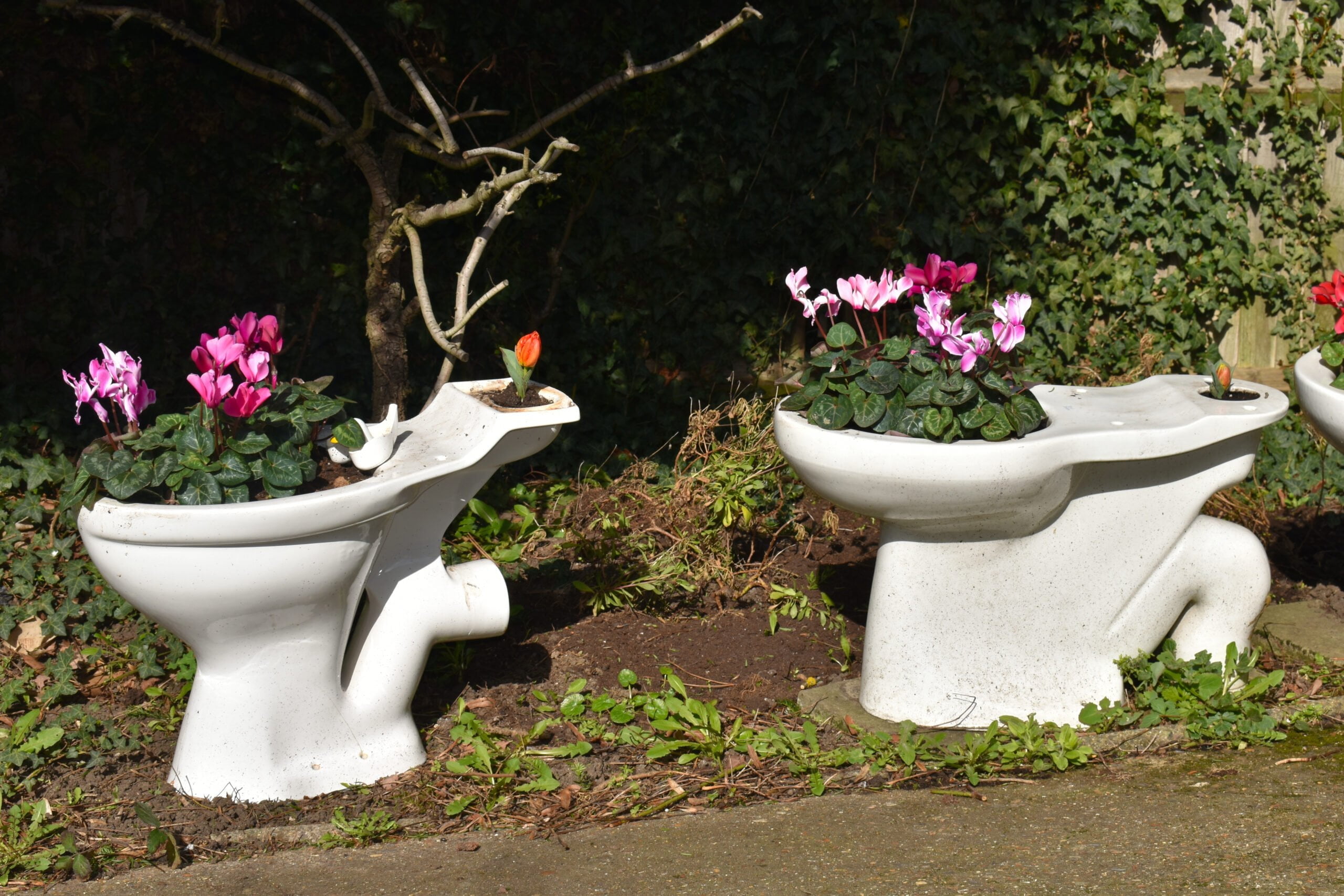 Toilets,Turned,Into,Planters,By,Using,The,Bowl,For,Growing